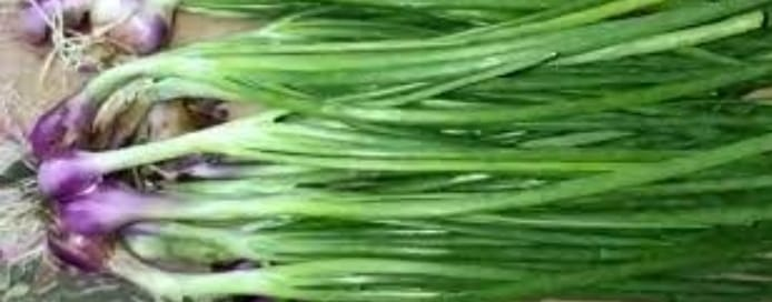 Onion leaf benefits