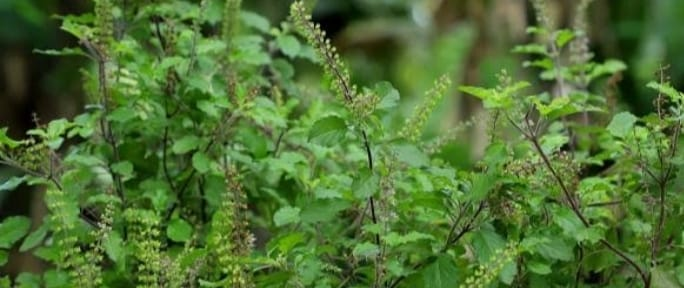 vasthu plant in tamil