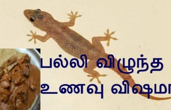 Lizard in food - பல்லி விழுந்தால் உணவு விஷமா?