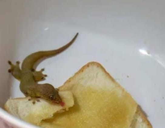 Lizard in food - பல்லி விழுந்தால் உணவு விஷமா?